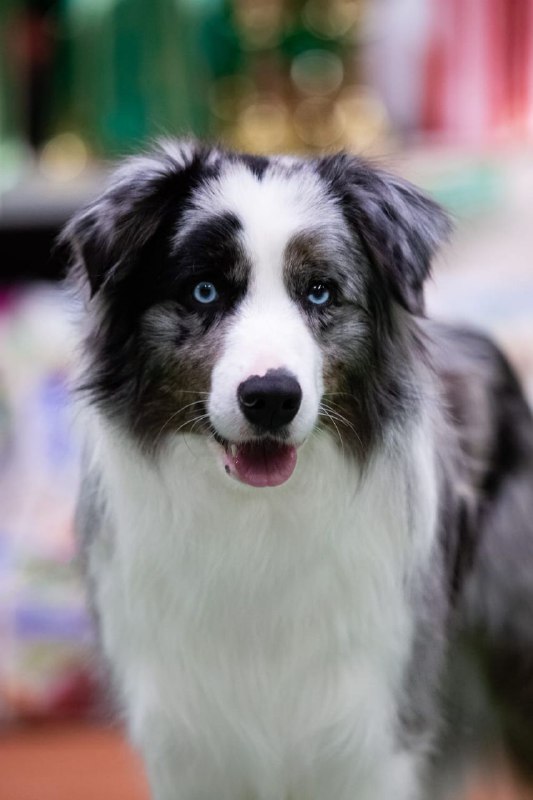 Генрих, бордер-колли окраса blue merle