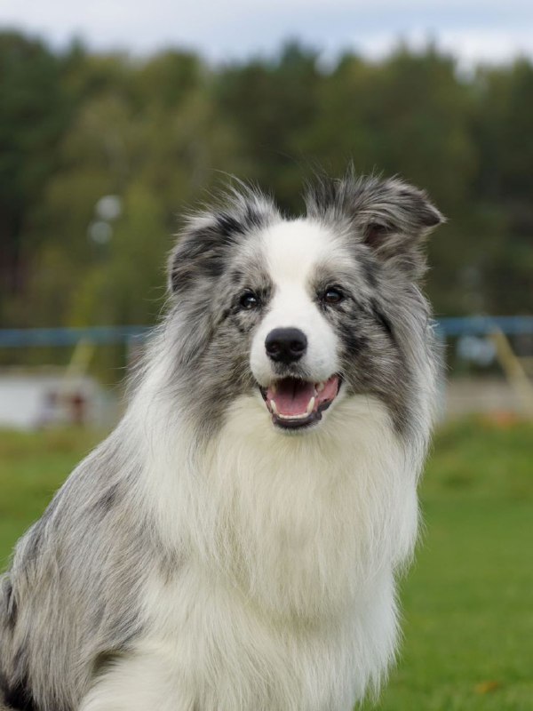 Бордер-колли blue merle в поле