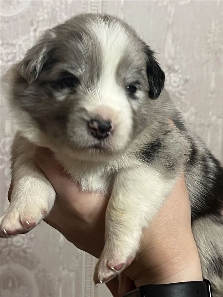 Щенок бордер-колли окраса blue merle