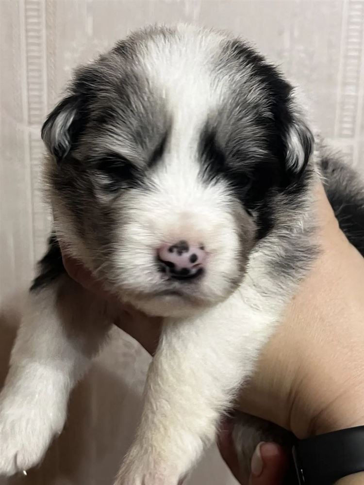 Щенок бордер-колли окраса blue merle с чёрными пятнами