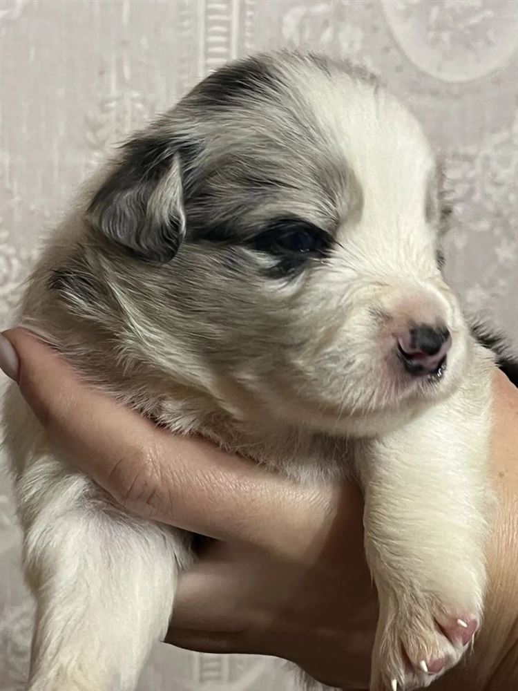 Светлый щенок бордер-колли окраса blue merle