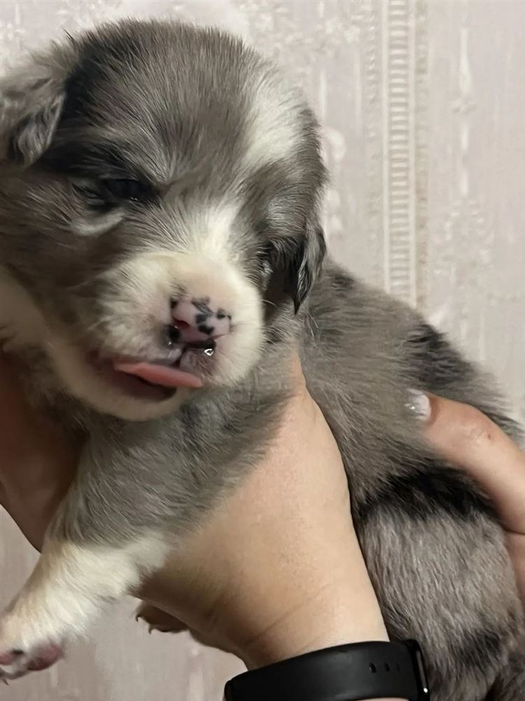Серый щенок merle
